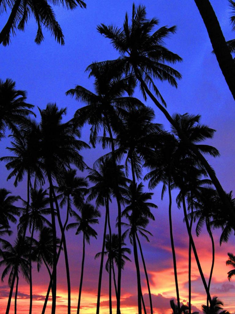 768x1024 Free download Palms Wallpaper [1920x1080] for your Desktop, Mobile & Tablet. Explore Palm Wallpaper. Palm Leaf Wallpaper, Banana Palm Wallpaper, Beautiful Palm Tree Wallpaper