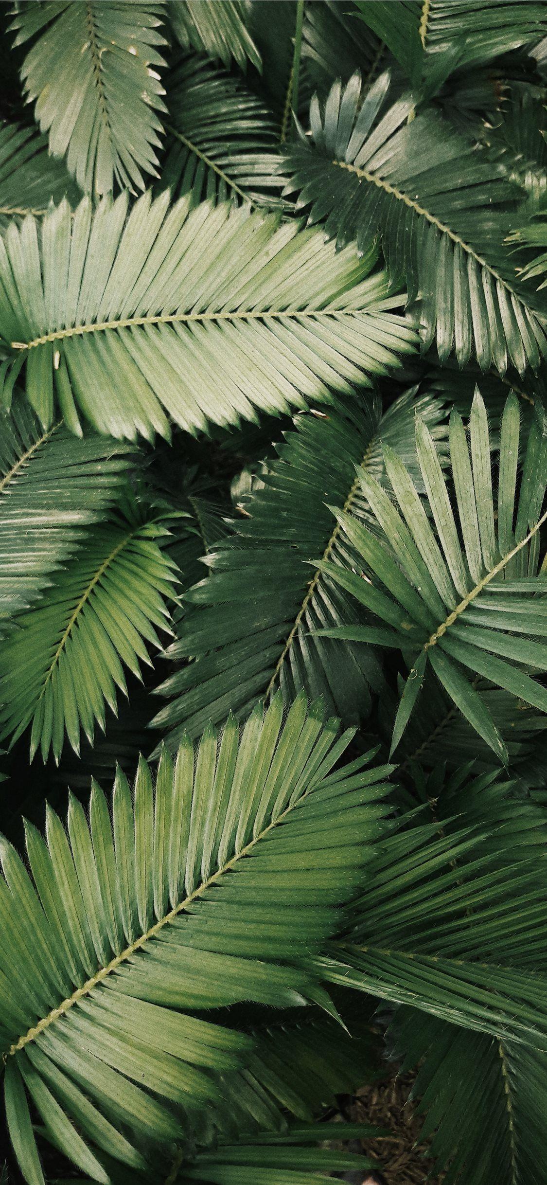 1125x2436 Palm Leaves iPhone Wallpaper, HD Palm Leaves iPhone Background on WallpaperBat