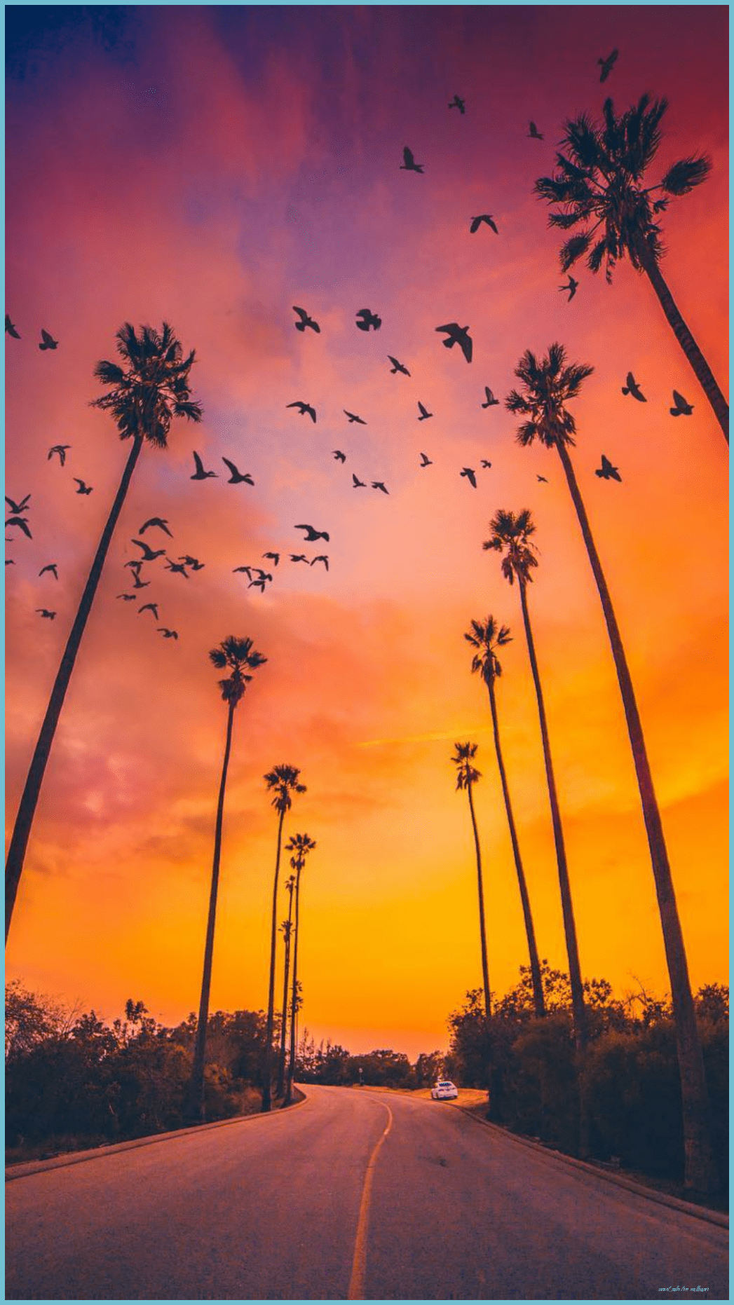 1047x1862 Palm Tree Sunset IPhone Wallpaper Free Palm Tree Sunset Palm Tree Wallpaper