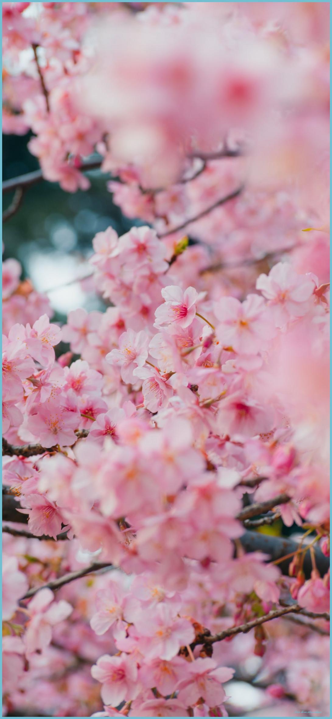 Sakura Blossom iPhone Wallpapers - Top Free Sakura Blossom iPhone ...