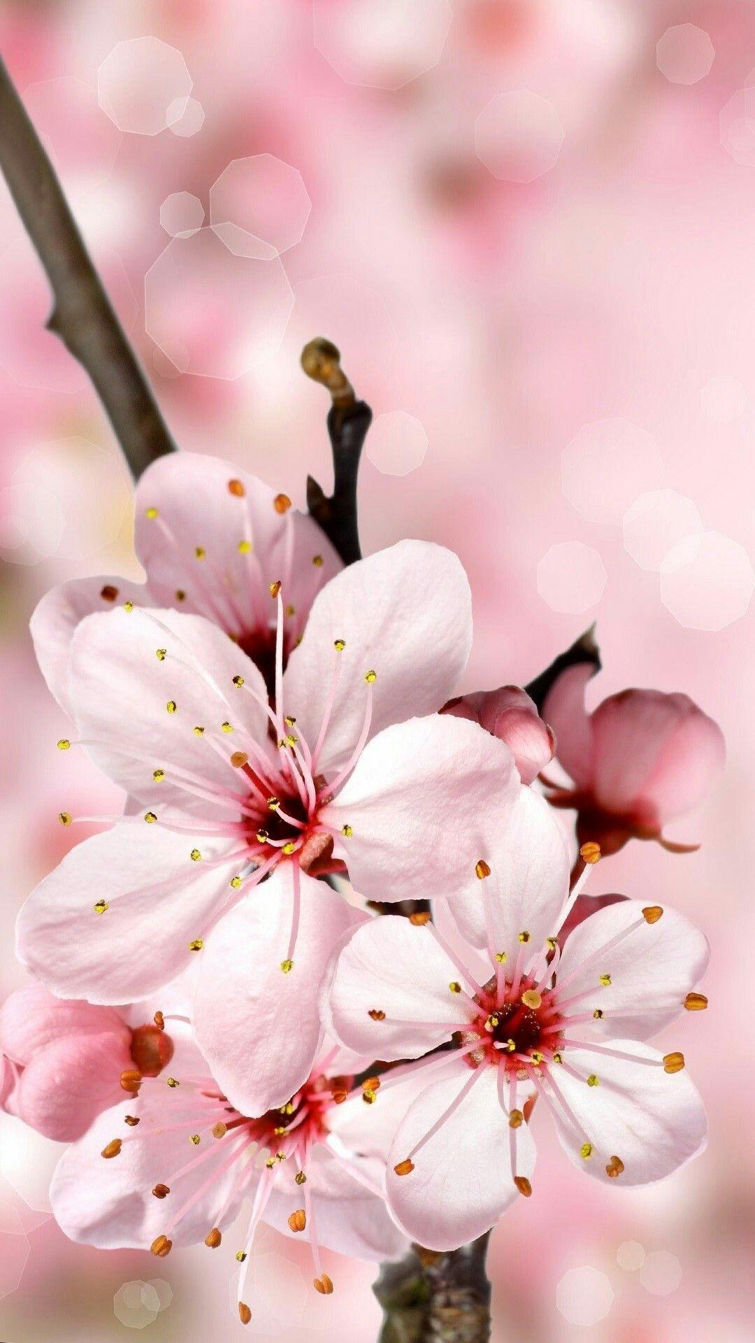 1080x1920 Cherry Blossom iPhone Wallpaper