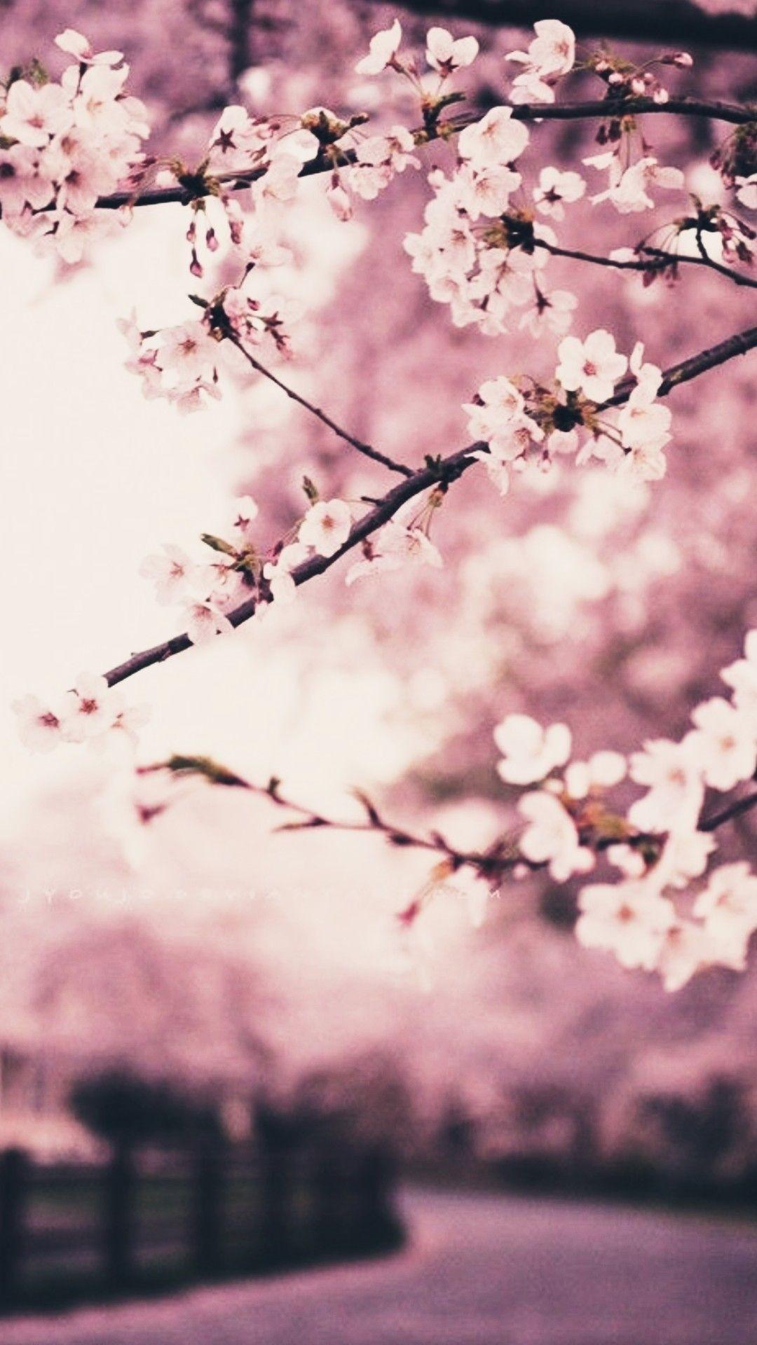 Sakura Blossom iPhone Wallpapers - Top Free Sakura Blossom iPhone ...