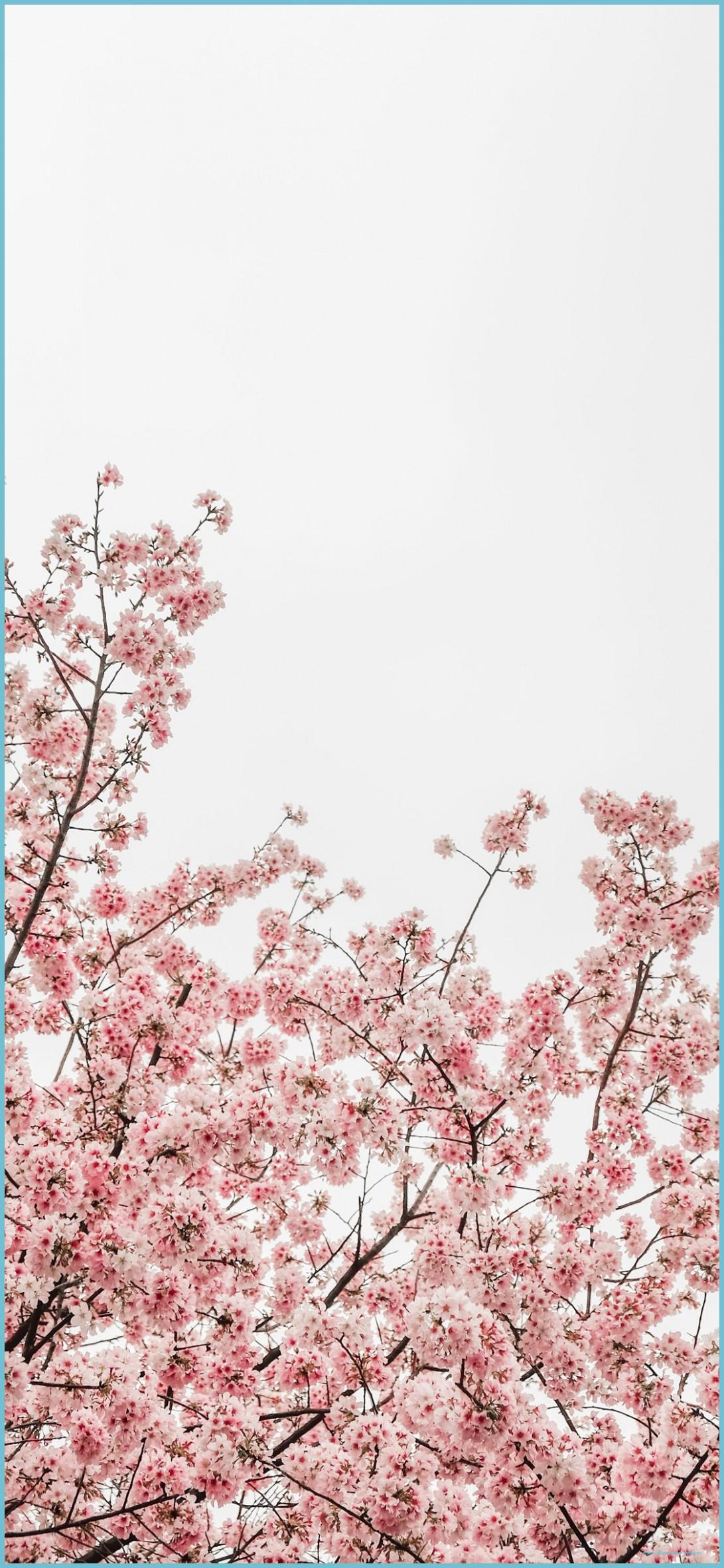 1091x2362 Best Cherry Blossom IPhone X HD Wallpaper Blossom iPhone Wallpaper