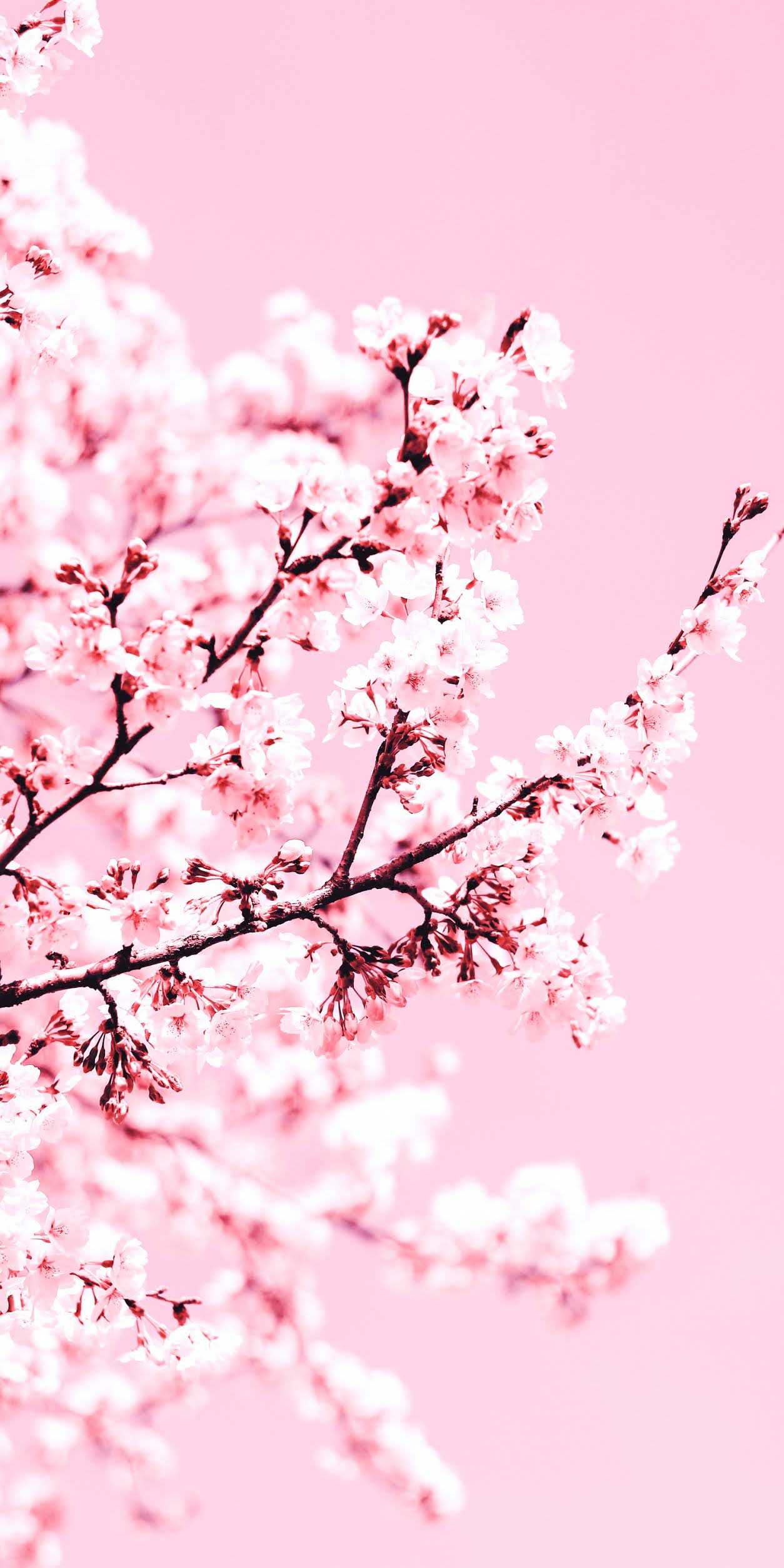 1254x2508 Cherry Blossom Wallpaper