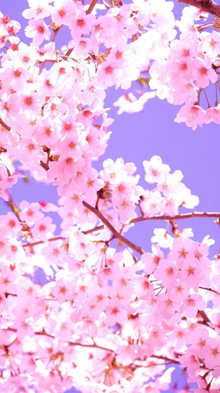 750x1334 Cherry Blossom Wallpaper iPhone 6