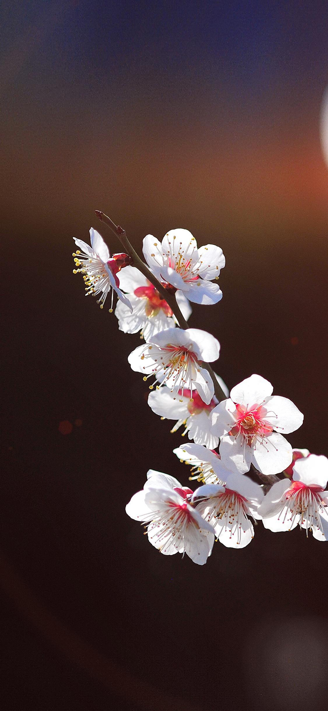 1125x2436 iPhone X wallpaper. spring flower sakura nature tree flare