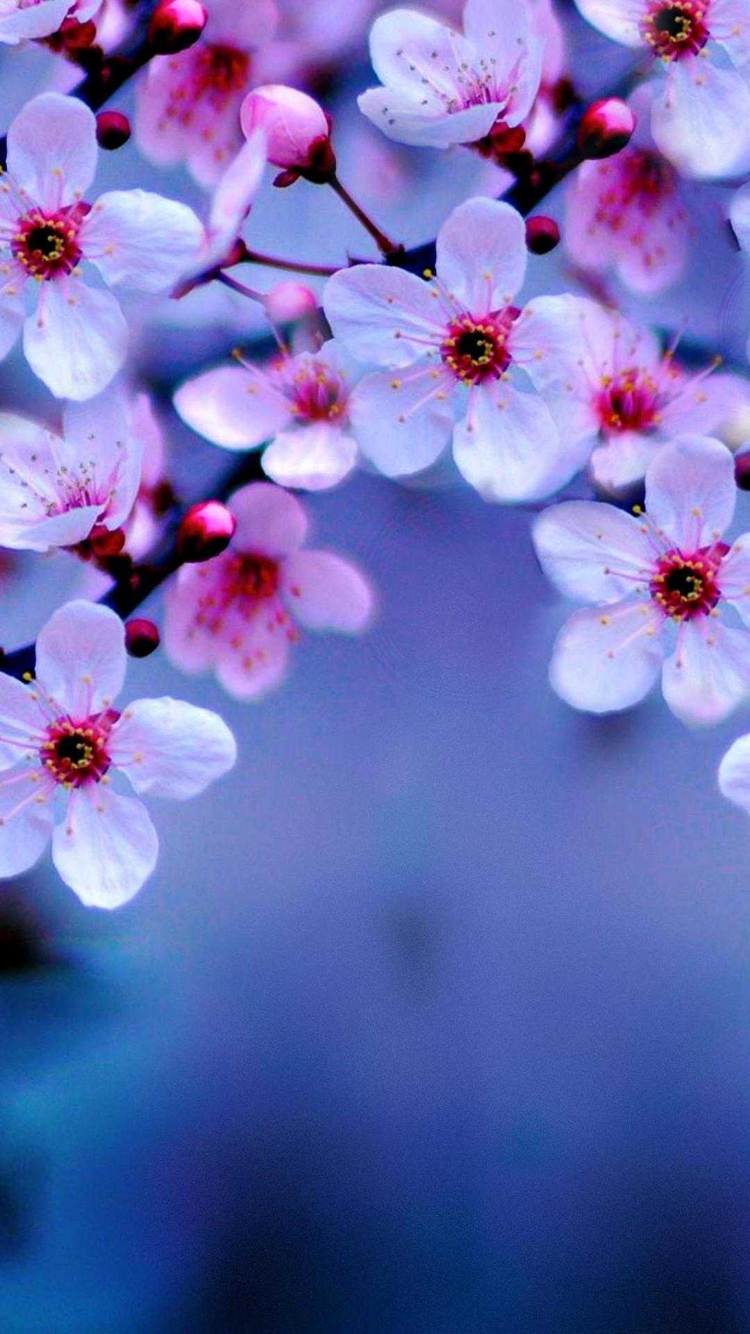 1080x1920 Cherry Blossom Wallpaper