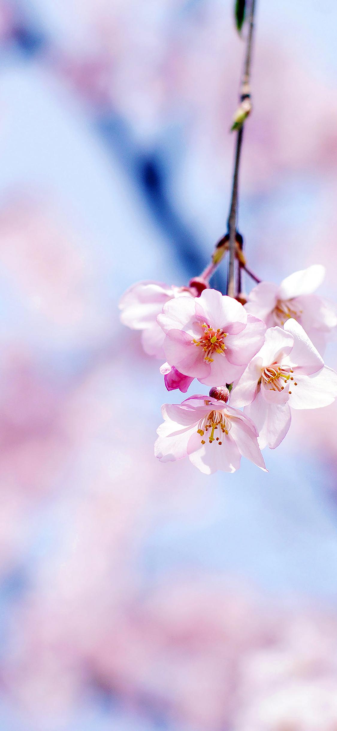 1125x2436 iPhoneXpapers cherry blossom