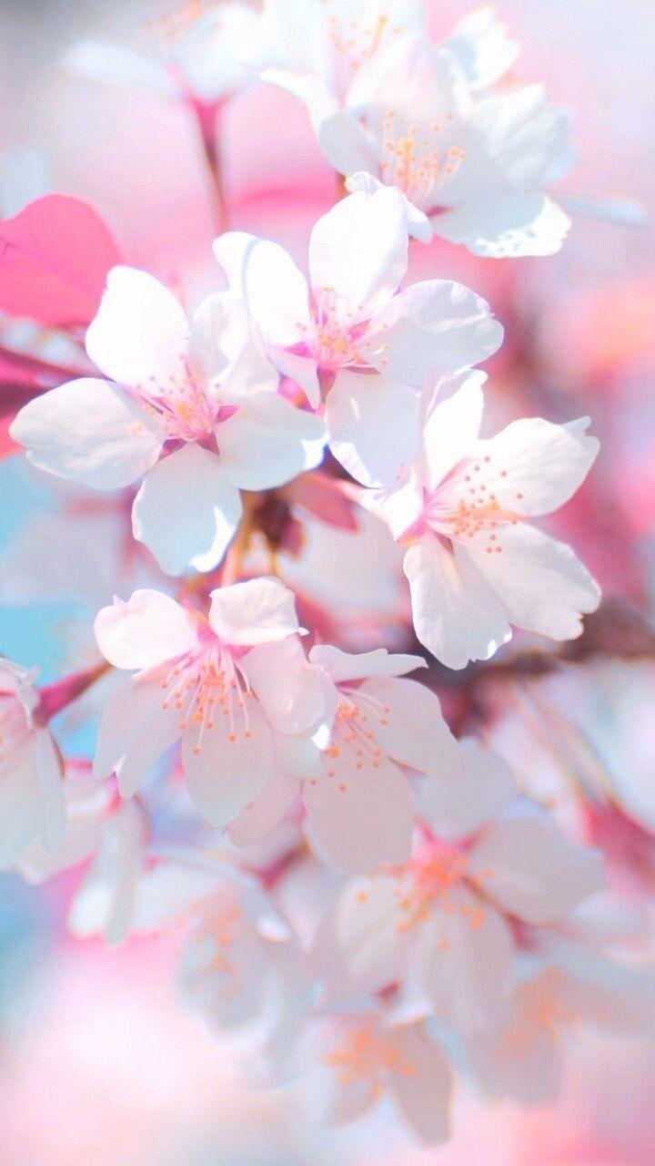 720x1280 sakura wallpaper iphone, flower, pink, petal, blossom, cherry blossom, spring, plant, branch, flowering plant, macro photography