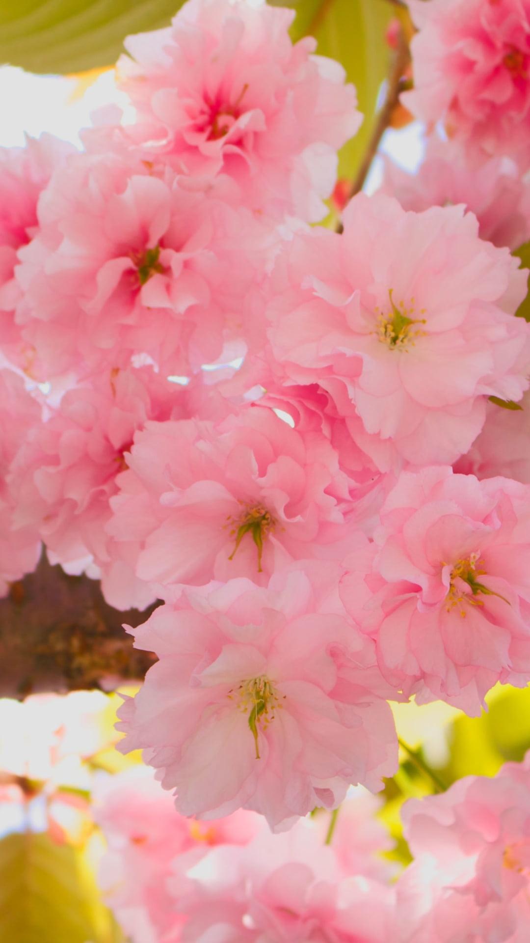 1080x1920 cherry blossom