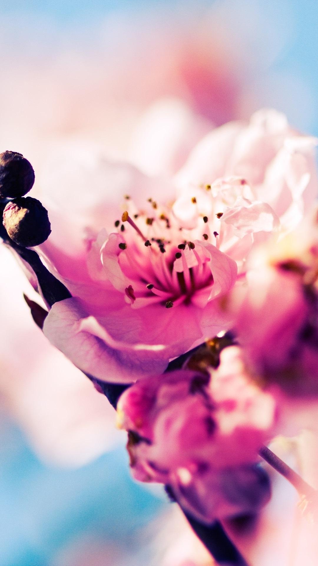 1080x1920 Sakura Blossom Pink Flowers 1080x1920 IPhone 8 7 6 6S Plus Wallpaper, Background, Picture, Image