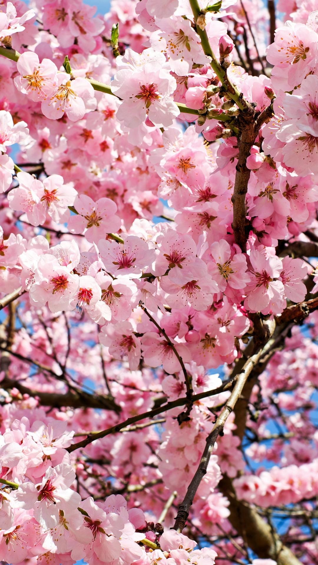 1080x1920 Cherry Blossom Tree HD Wallpaper