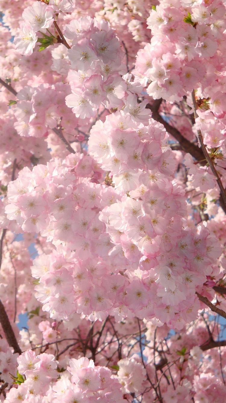 750x1334 Cherry Blossoms iPhone Wallpaper