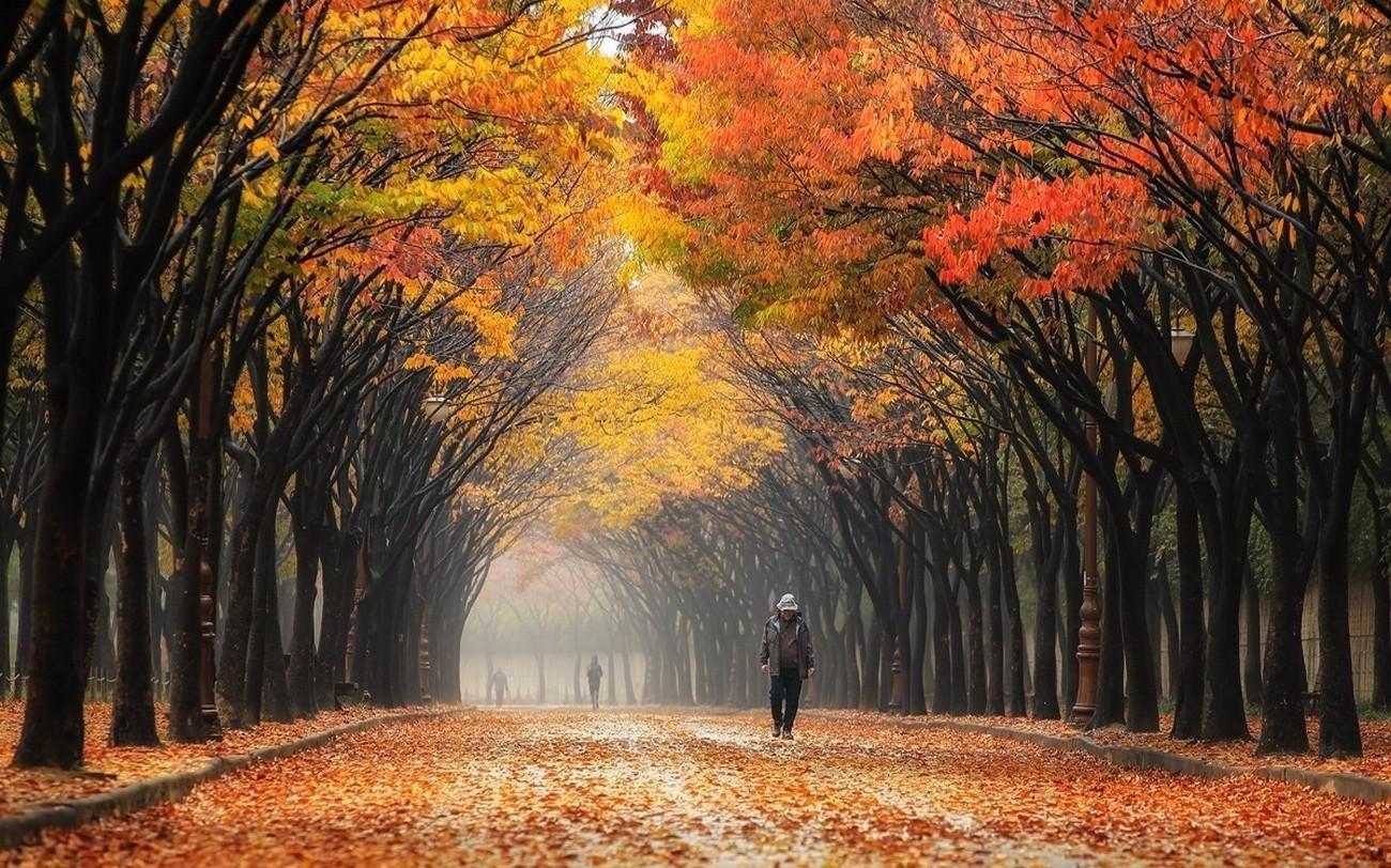 1300x812 nature landscape colorful leaves street south korea park trees mist people fall tunnel wallpaper