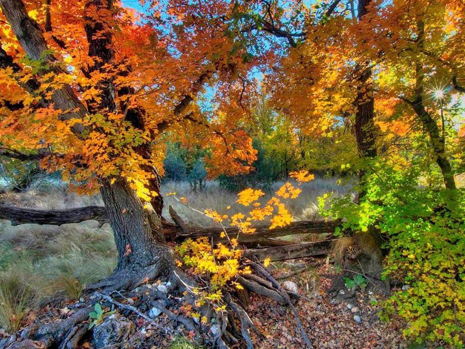 1600x1200 Free download comwitcher saskia wallpaper autumn beautiful hdr landscapehtml [1600x1200] for your Desktop, Mobile & Tablet. Explore National Geographic Wallpaper Fall. Wallpaper Picture, National Geographic Wallpaper 50 Greatest