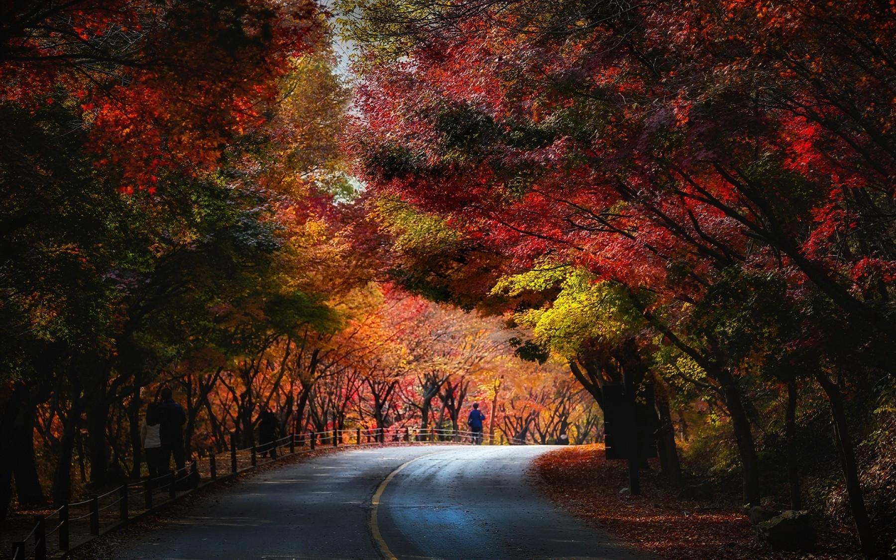 1800x1125 nature, Landscape, Trees, Fall, Red, Yellow, Green, Leaves, Blue, Road, People, Tunnel Wallpaper HD / Desktop and Mobile Background