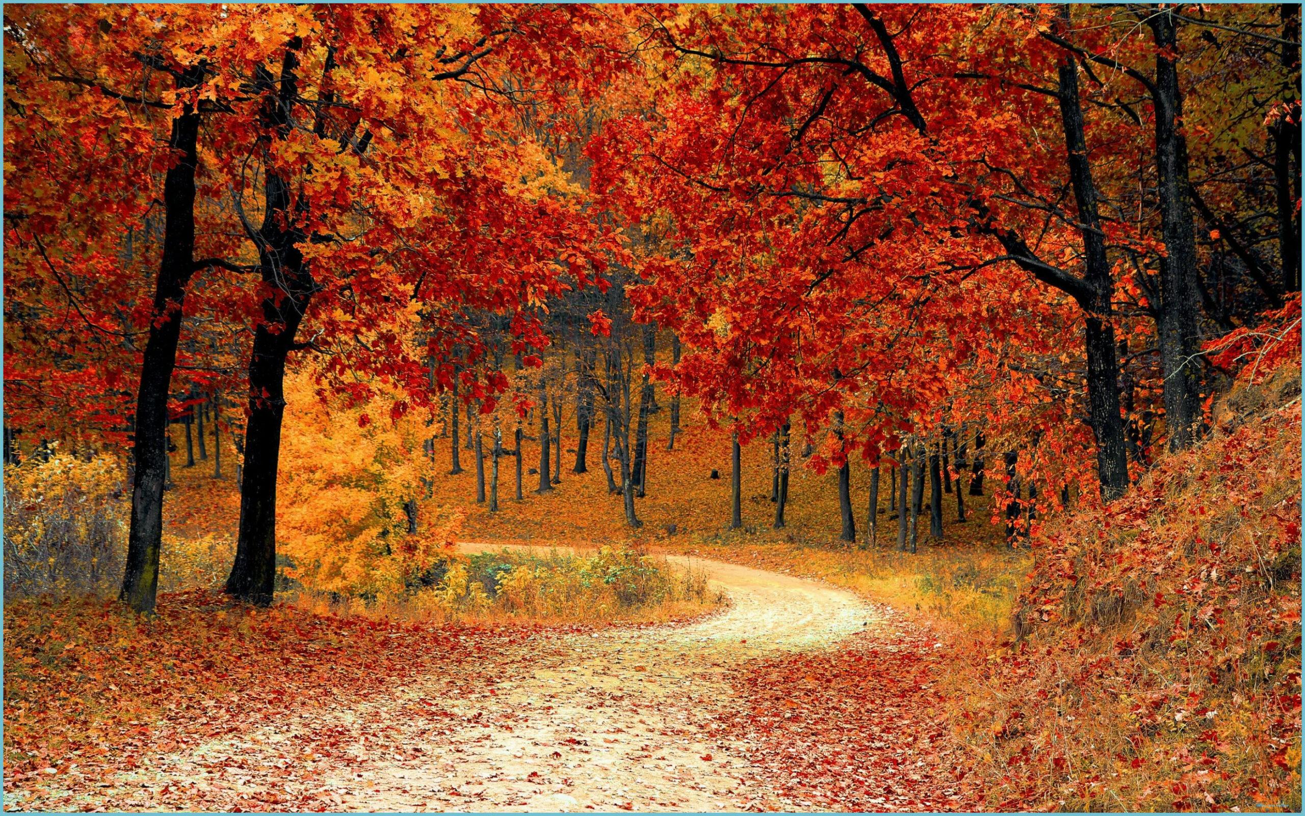 2560x1600 Learn The Truth About Autumn Season Wallpaper In The Next 8 Seconds. Autumn Season Wallpaper