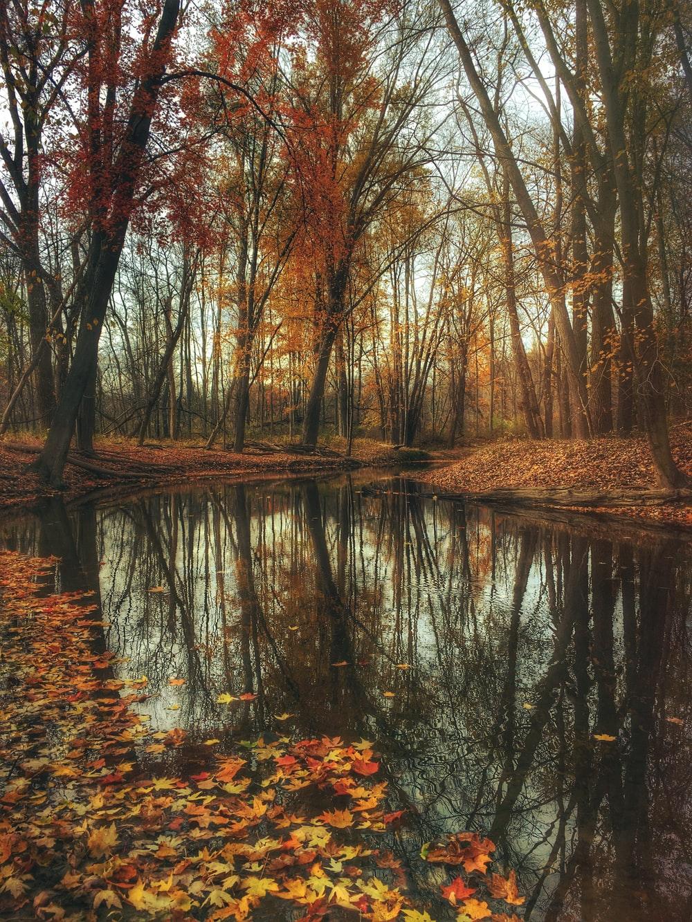 1000x1333 Autumn Fall Picture. Download Free Image