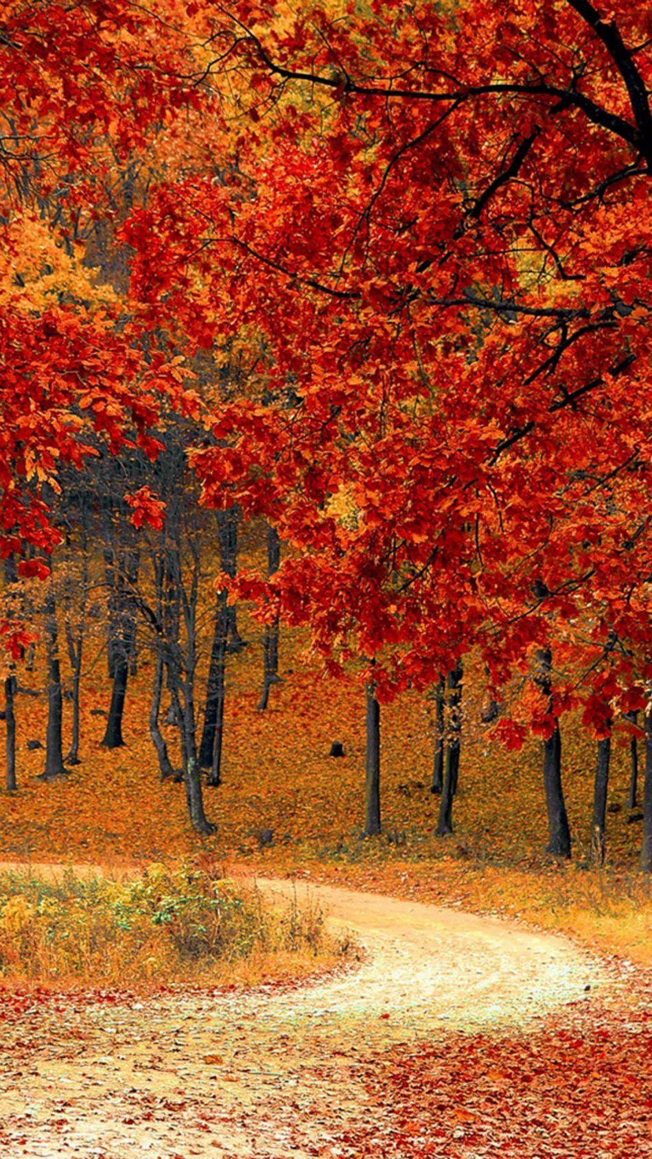 950x1689 Beautiful Autumn Road & Trees 4K Ultra HD Mobile Wallpaper. Autumn scenery, Fall picture, Nature photography