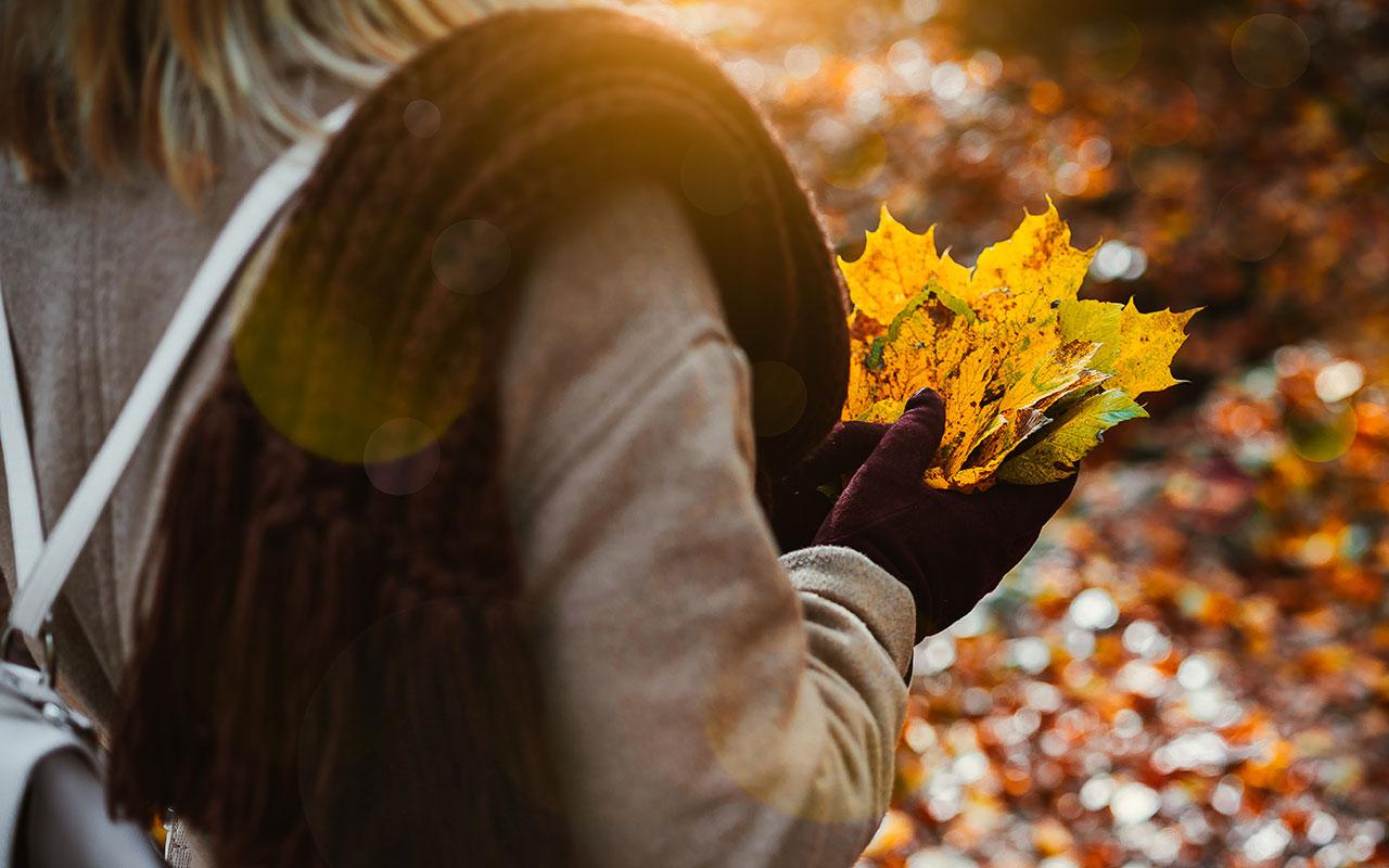 1280x800 Free Thanksgiving Background