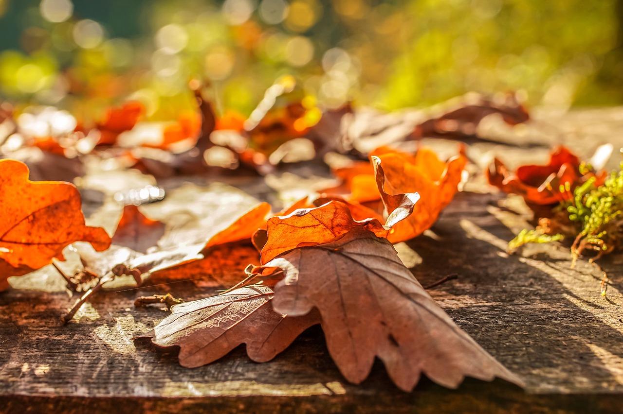 1280x852 Fall Leaves Autumn