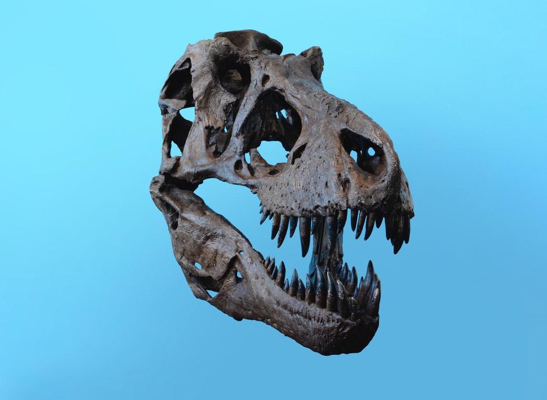 1080x789 Dinosaur Wallpaper: Free HD Download [HQ]