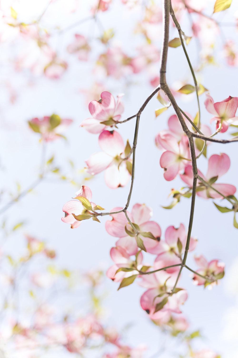 1000x1500 Spring Wallpaper: Free HD Download [HQ]