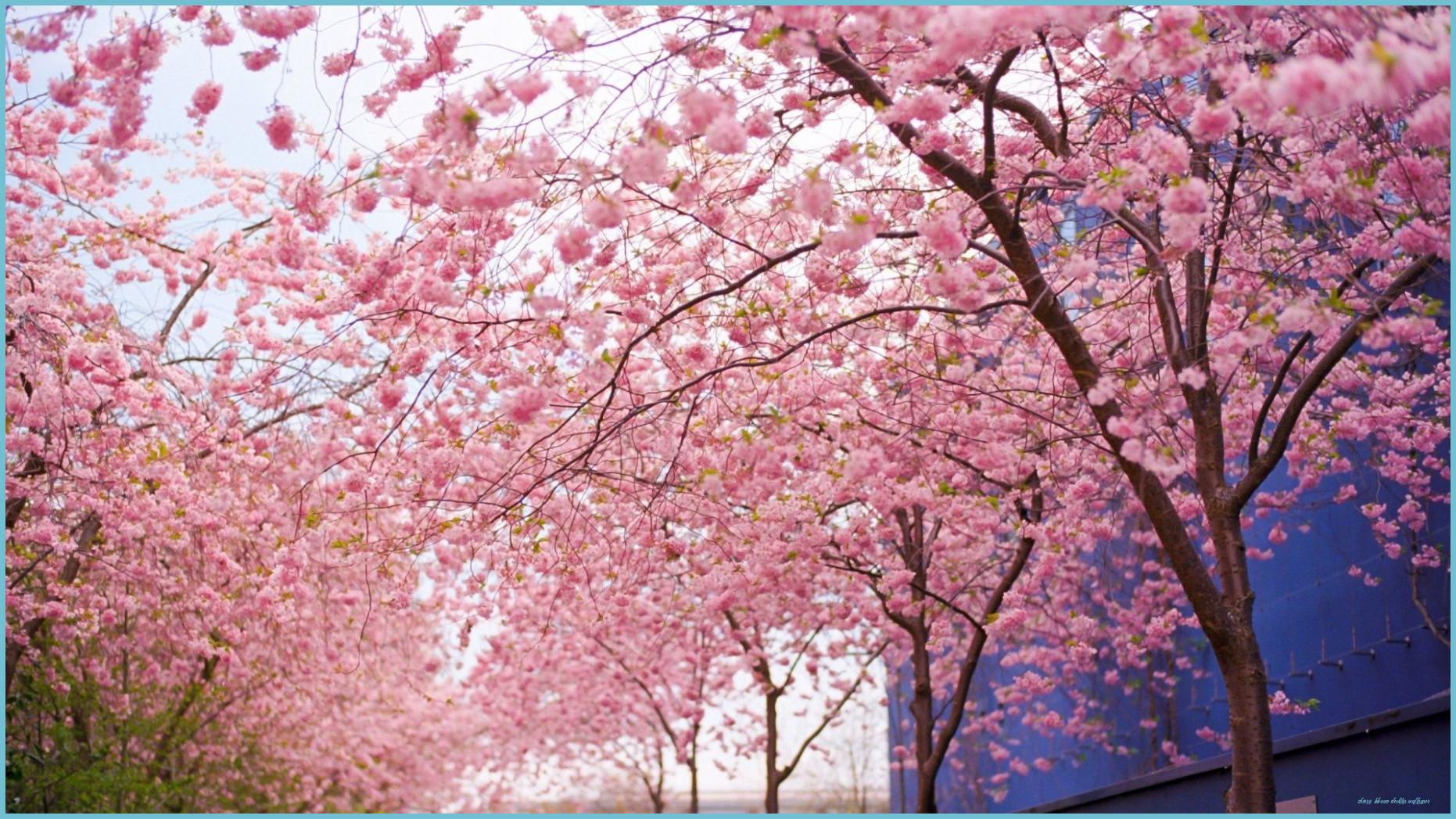 1862x1047 Spring Cherry Blossoms Desktop Wallpaper Free Spring Cherry Blossom Desktop Wallpaper