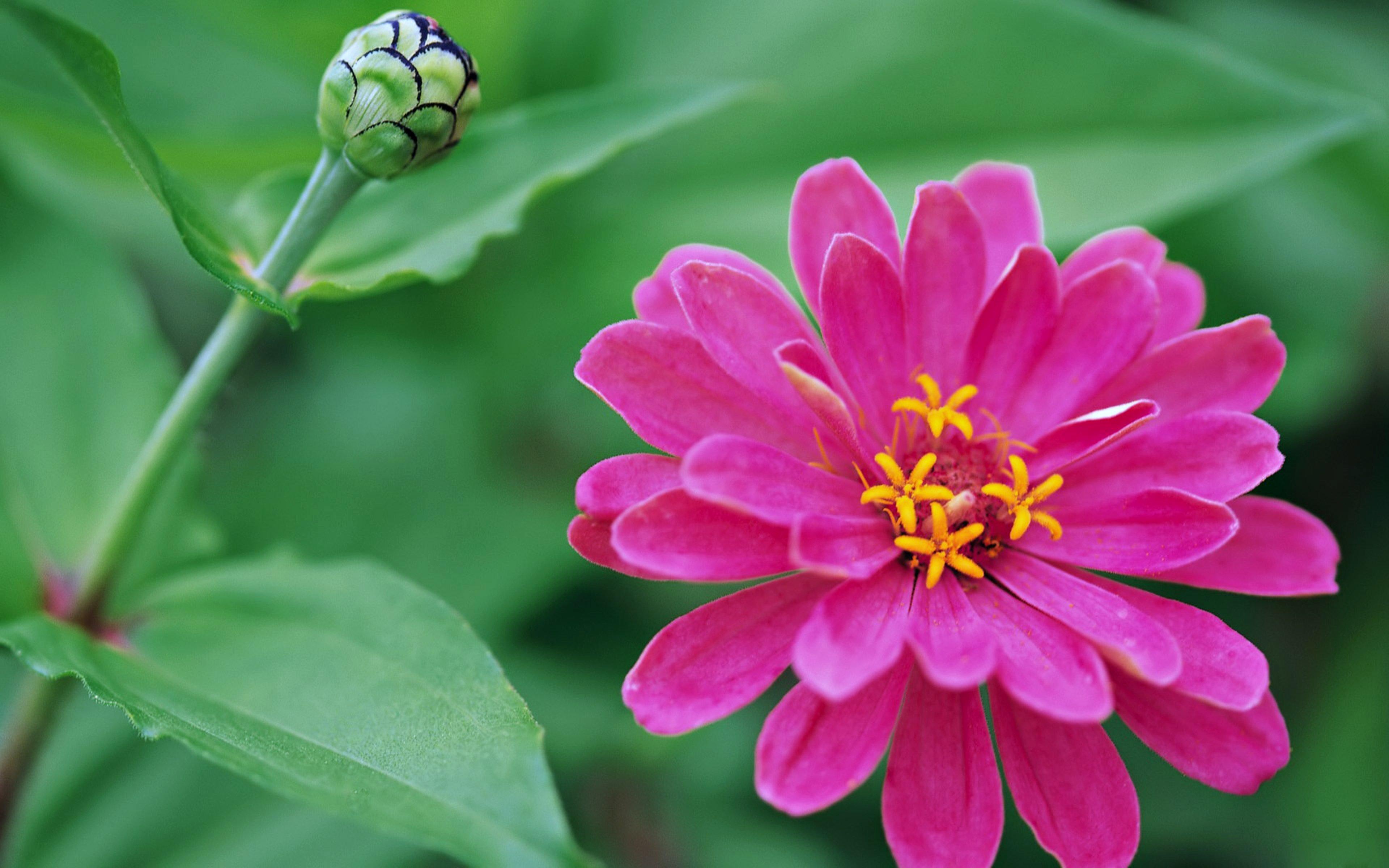 3840x2400 Flowers rose spring nature love life wallpaperx2400