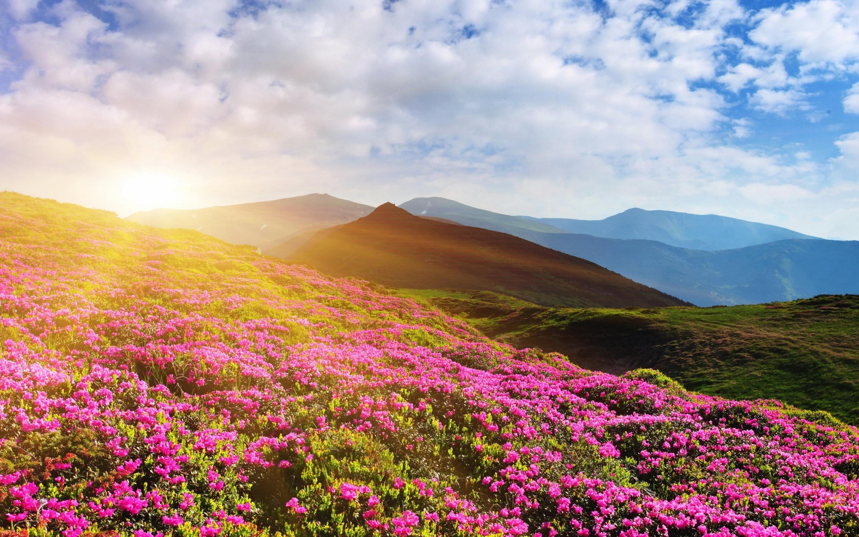 2880x1800 Rhododendron Flowers Mountain Summer 4k Mountains HD Wallpaper
