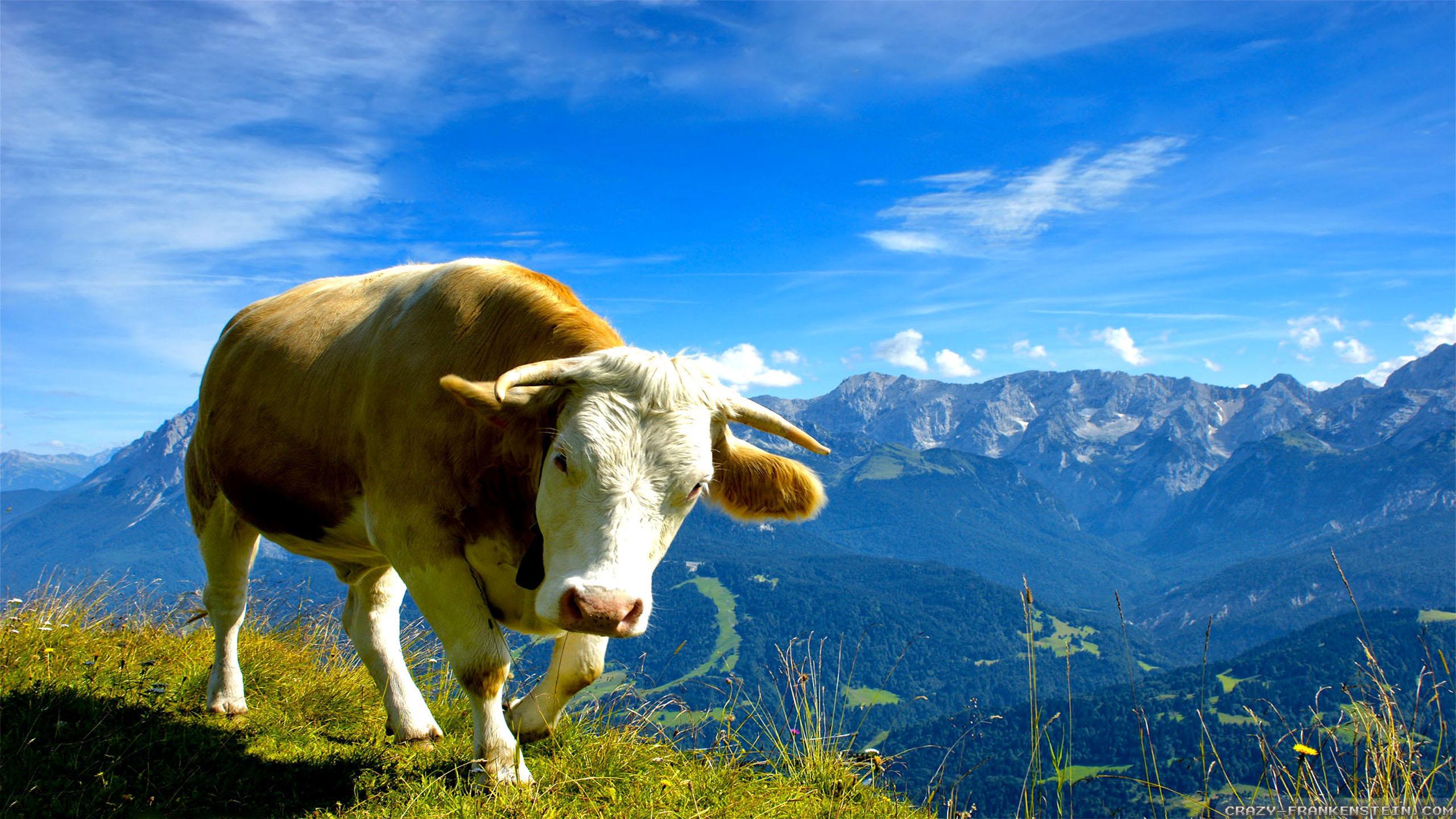 2560x1440 Animal Cattle Cow Mountain Summer Wallpaper:2560x1440
