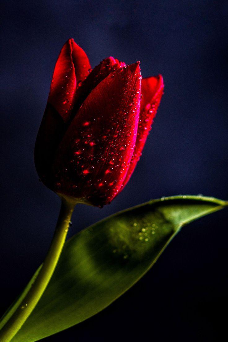 736x1104 Image By: __Irina__. Amazing HD wallpaper, HD cool wallpaper, Wallpaper background