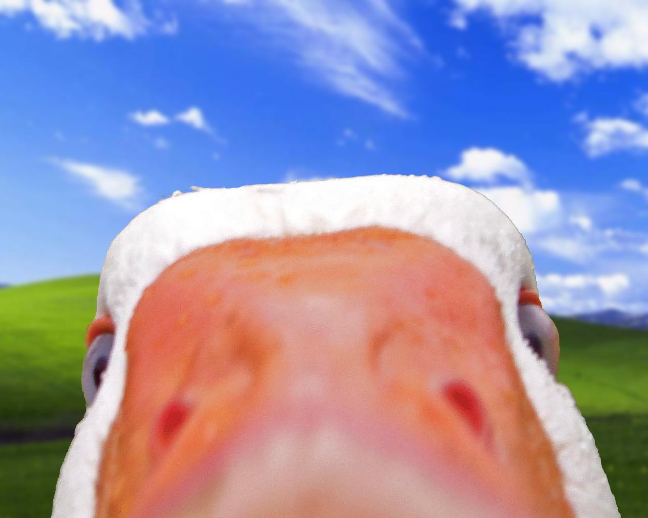 1280x1024 bliss ducks windows xp microsoft windows 1280x1024 wallpaper