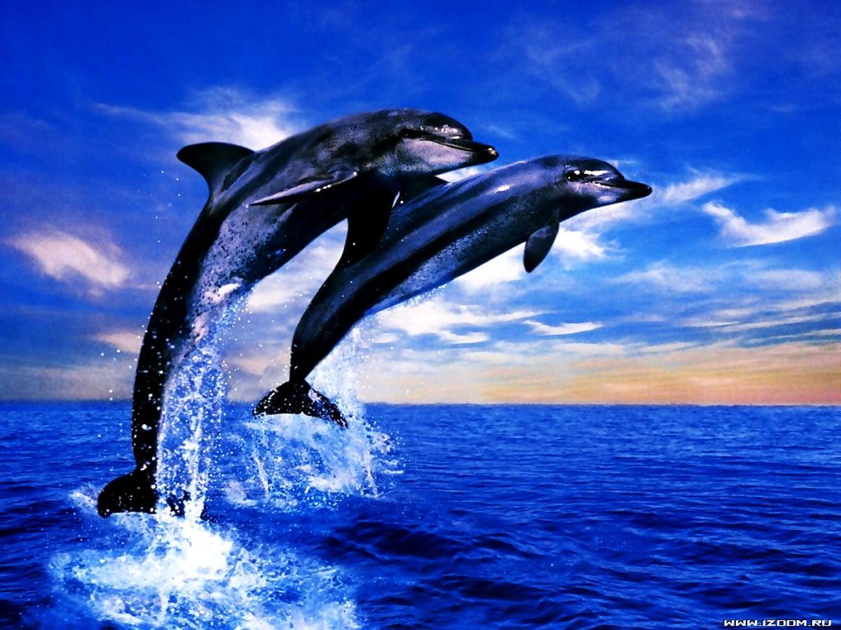 1200x900 Wallpaper Dolphin, Bottlenose Dolphin, Jump. Best Free Download background