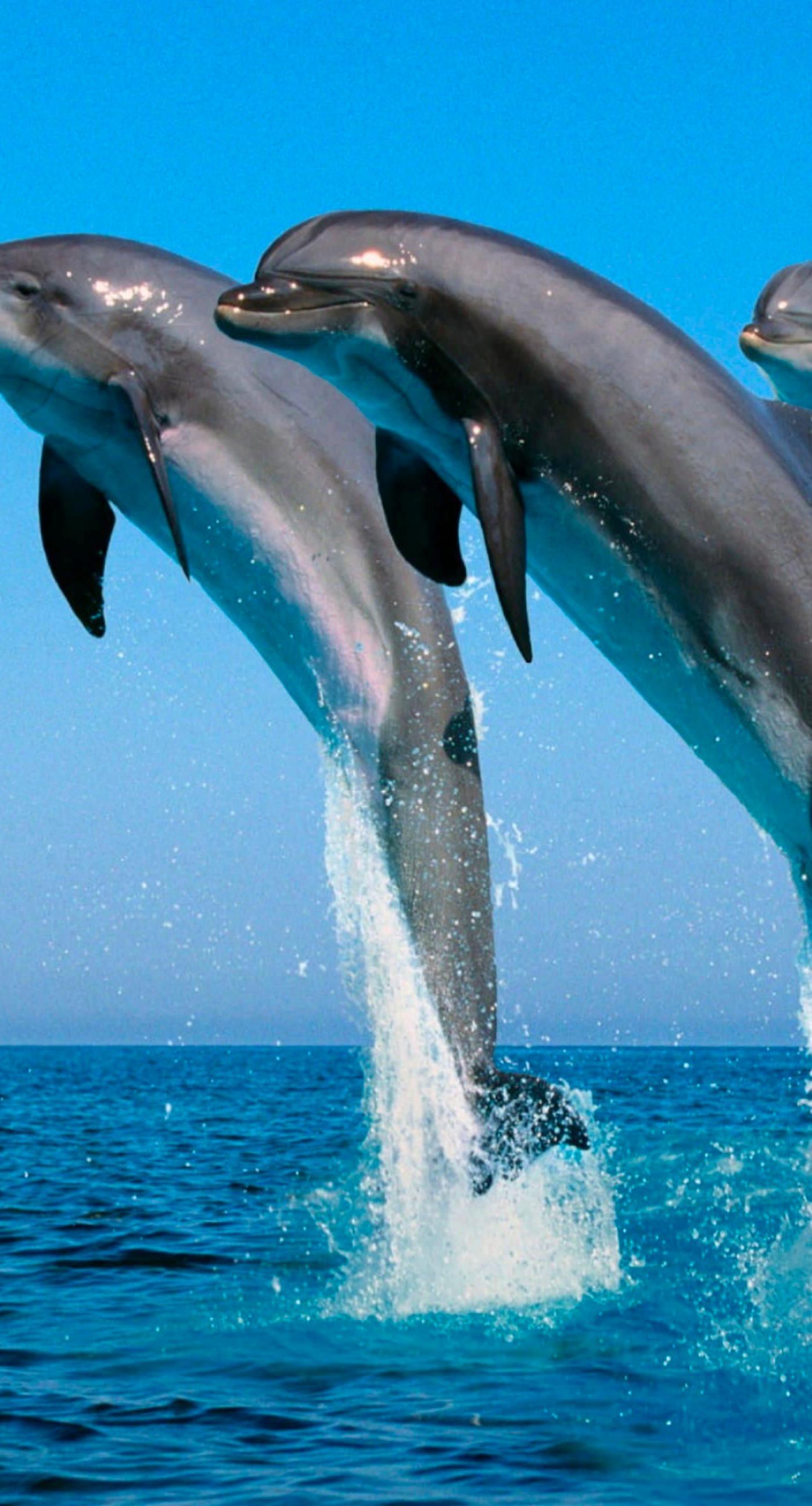 1398x2592 Animal dolphin. wallpaper.sc iPhone6sPlus