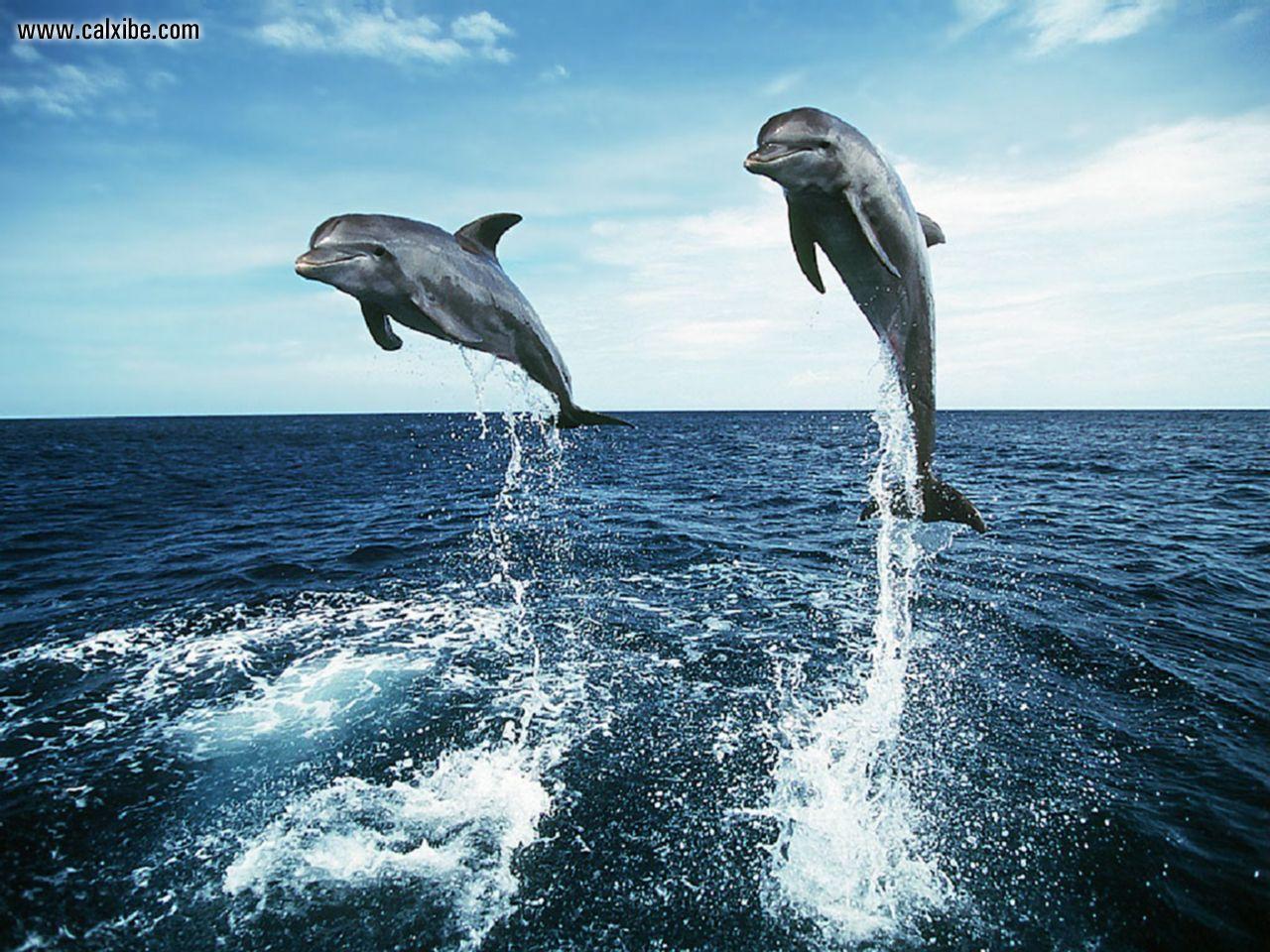 1280x960 Jumping dolhpins wallpaper. Wallpaper Wide HD