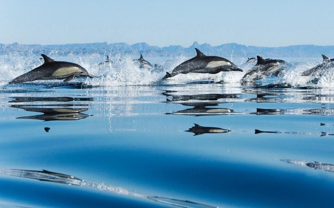 1280x800 free high resolution wallpaper dolphin
