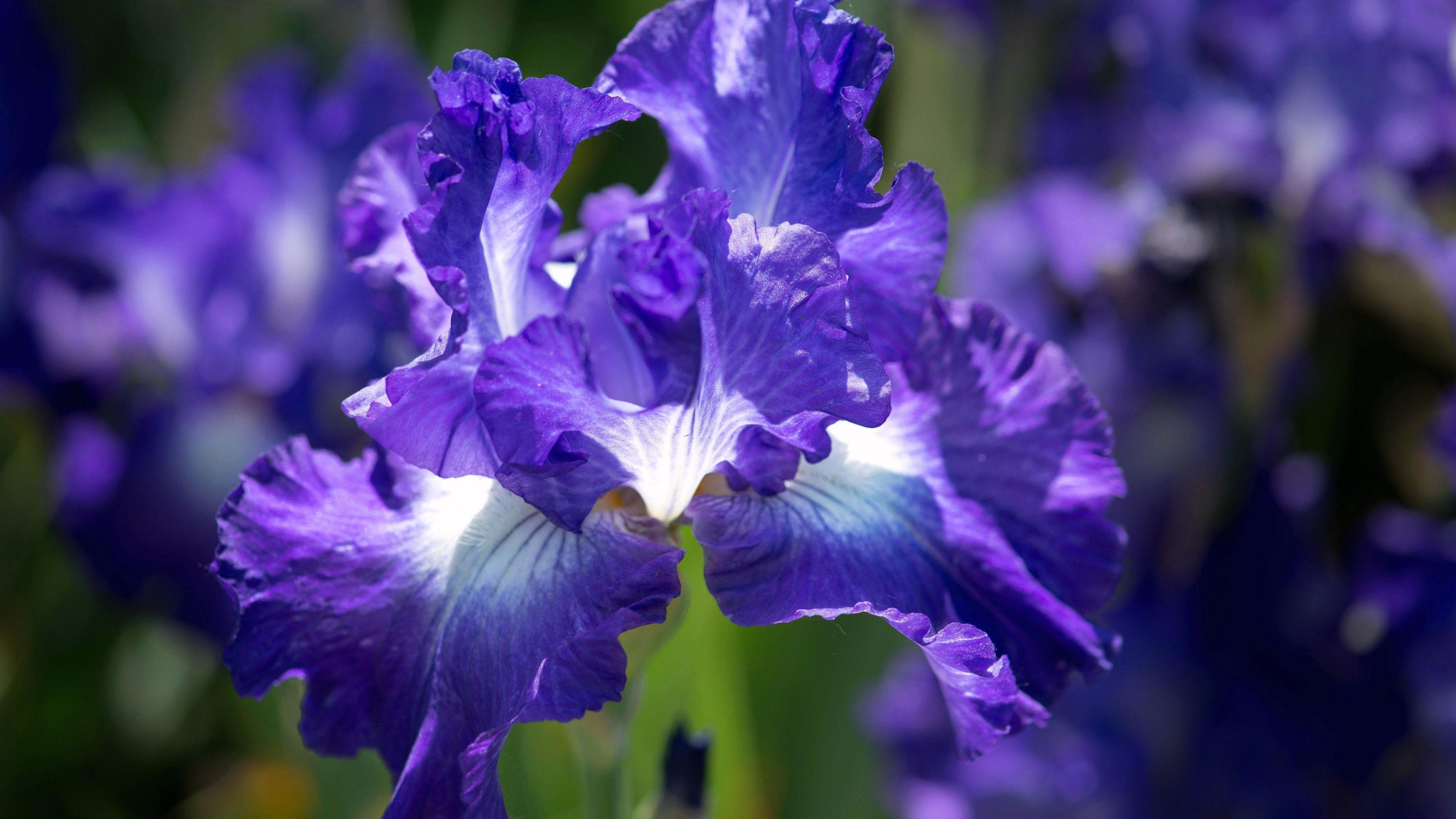 3840x2160 4k flower wallpaper