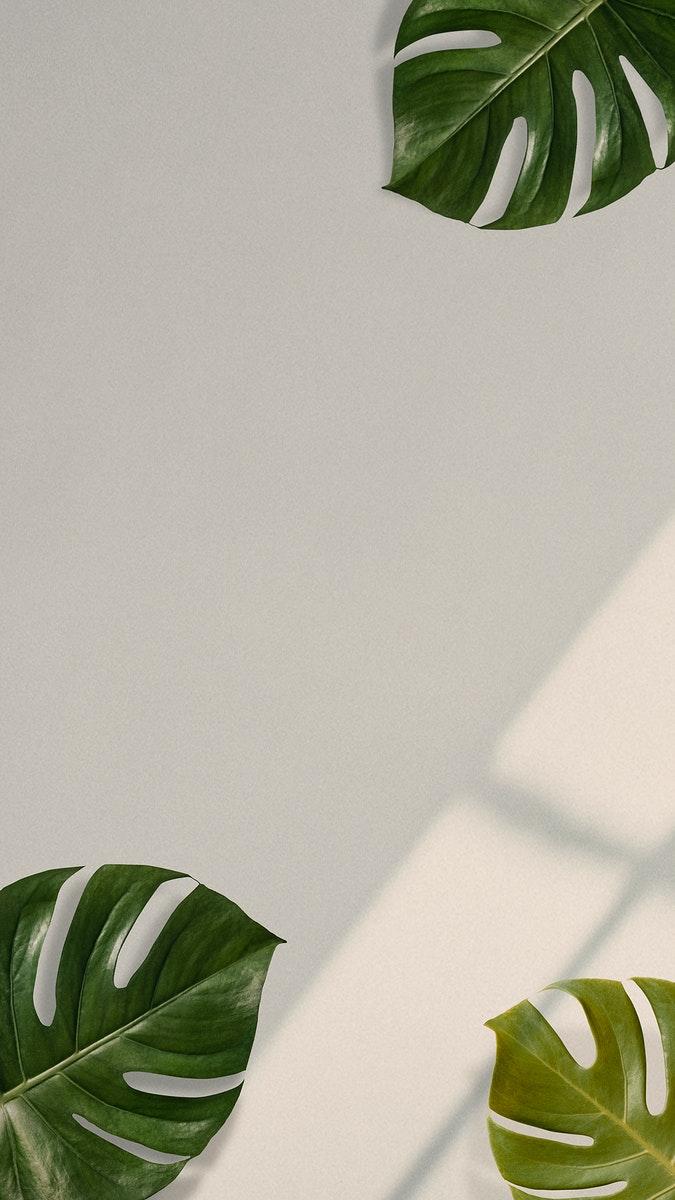 675x1200 Monstera leaves on beige background
