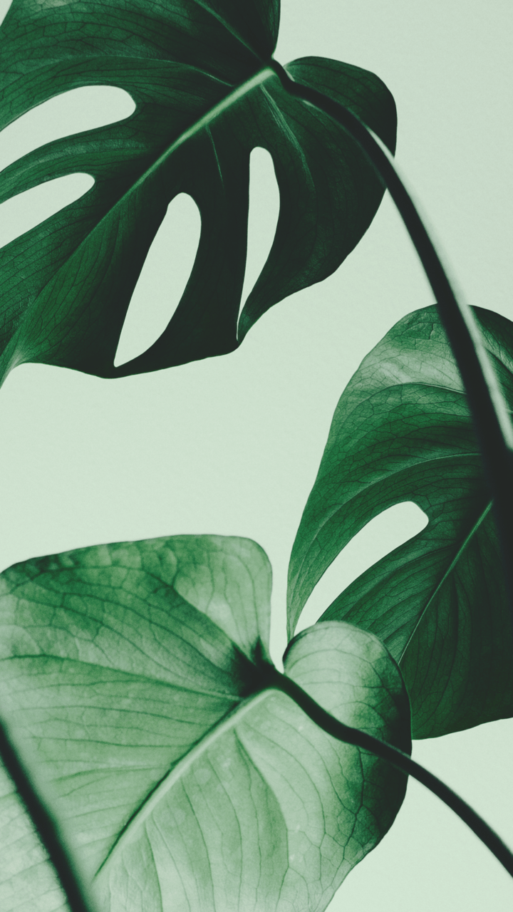 Monstera iPhone Wallpapers - Top Free Monstera iPhone Backgrounds