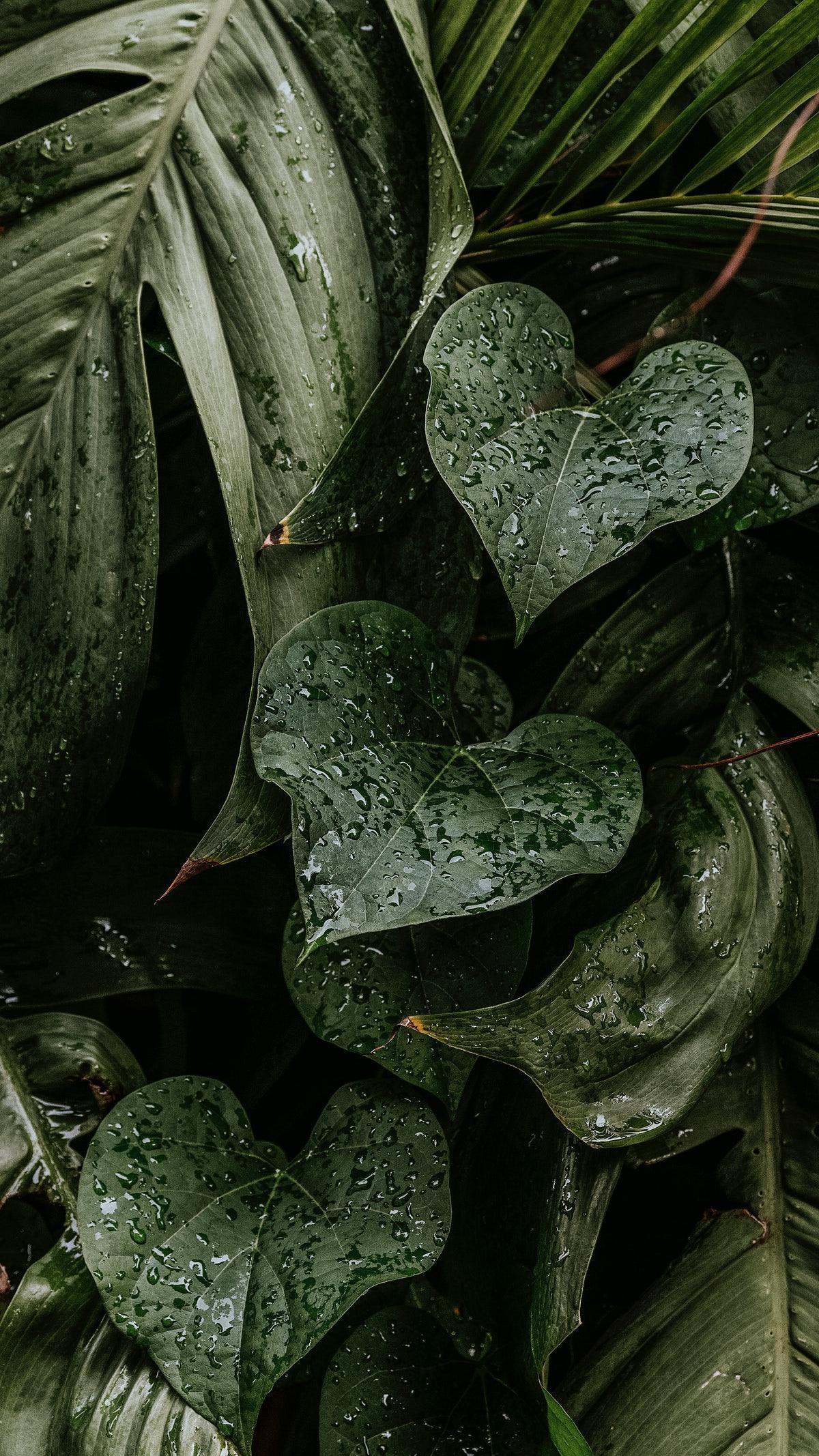 1200x2134 Wet monstera plant leaves mobile wallpaper. Free. High Resolution image
