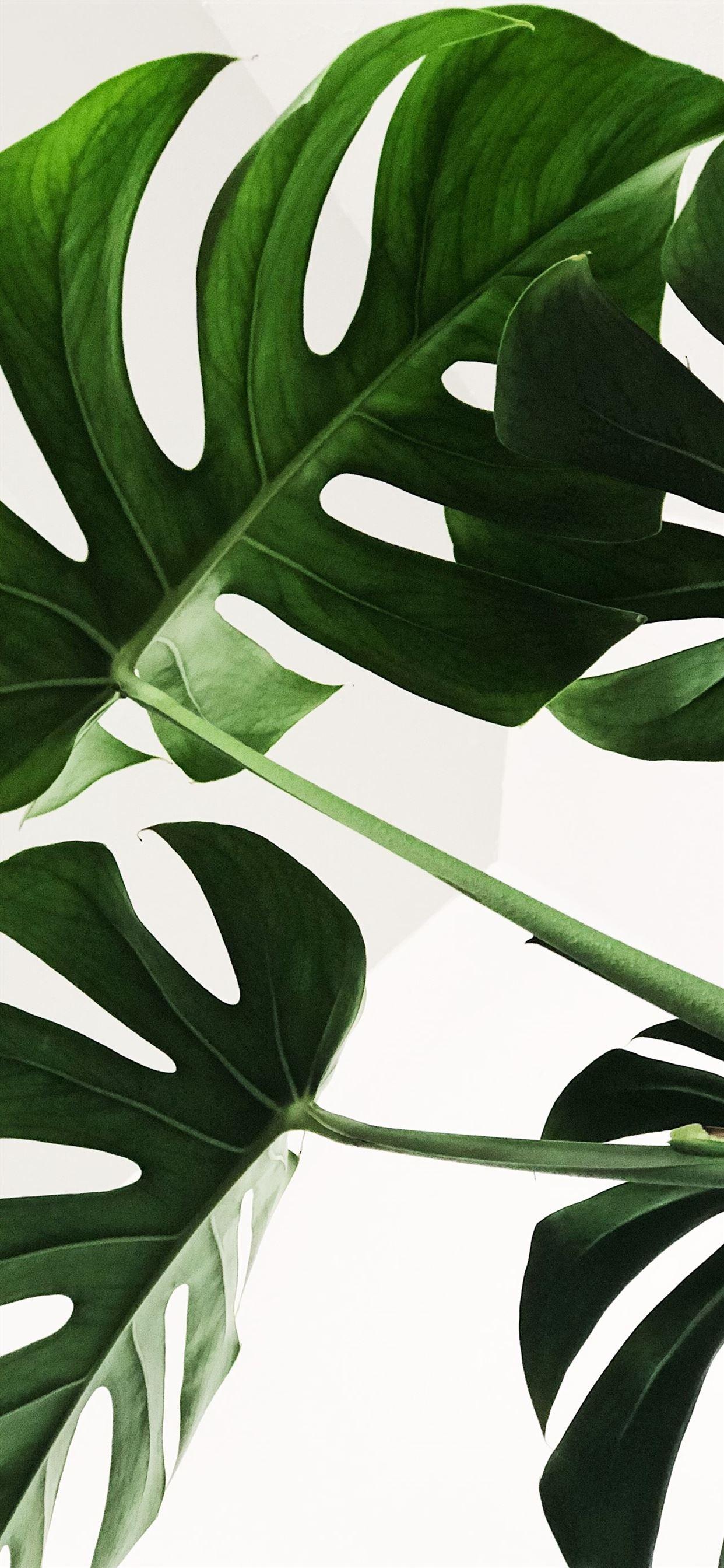 1242x2688 green leaves iPhone 11 Wallpaper Free Download