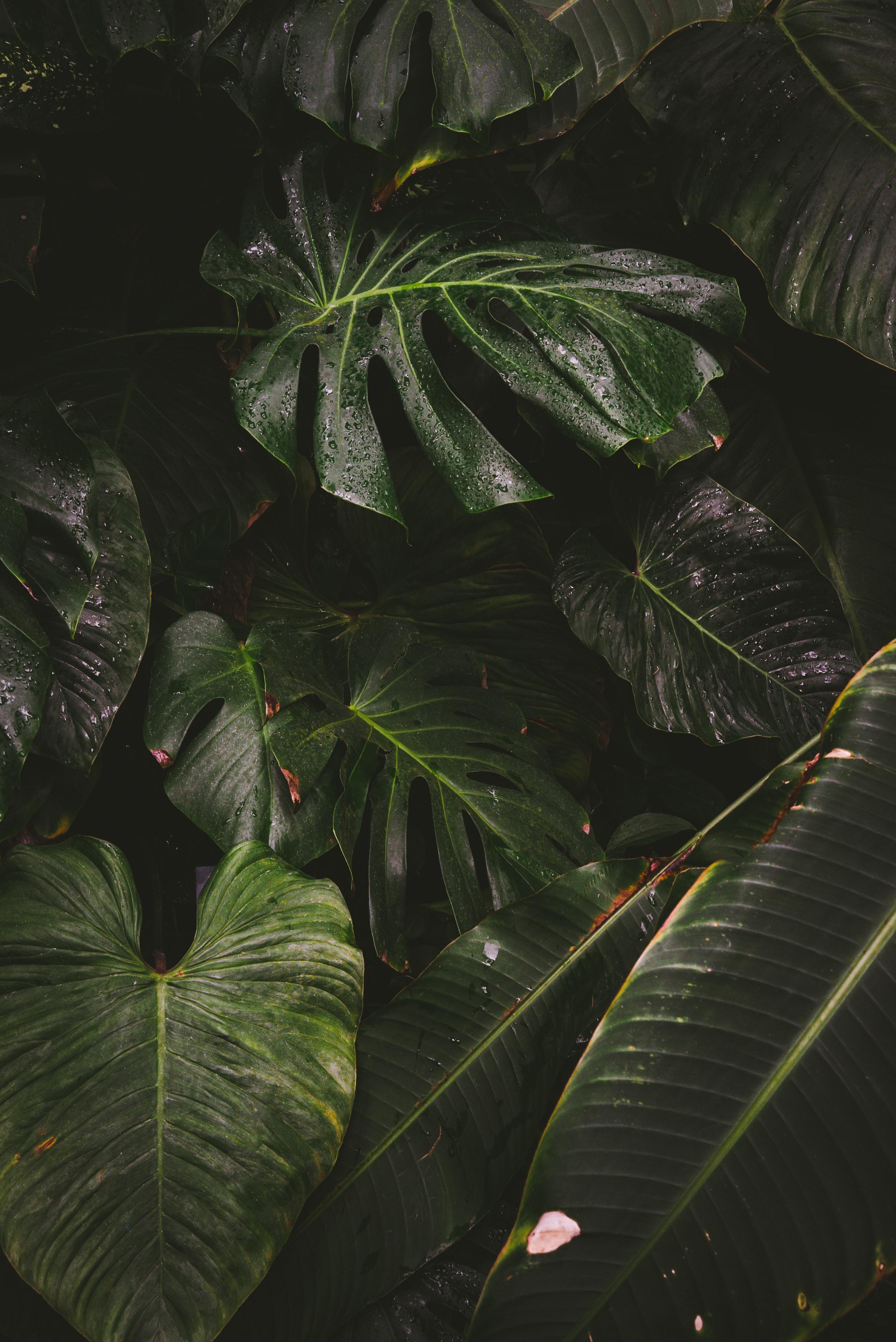 2832x4240 Monstera Wallpaper iPhone HD Wallpaper