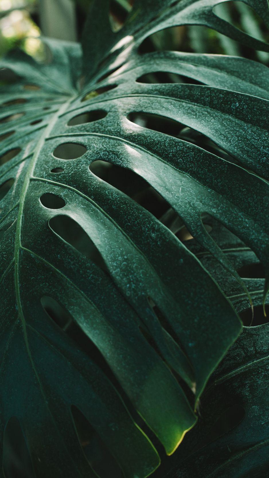 Monstera iPhone Wallpapers - Top Free Monstera iPhone Backgrounds