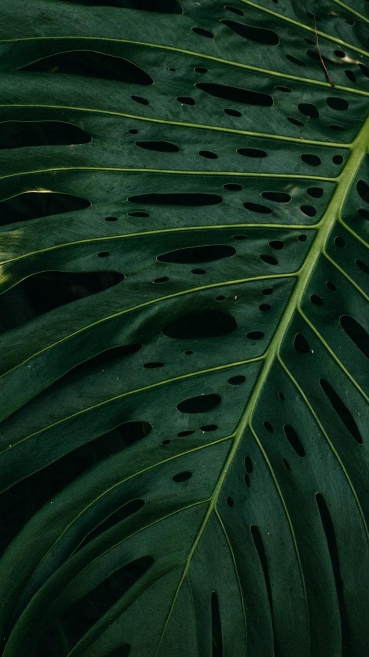 750x1334 Green Leaf, Darkness 750x1334 IPhone 8 7 6 6S Wallpaper, Background, Picture, Image