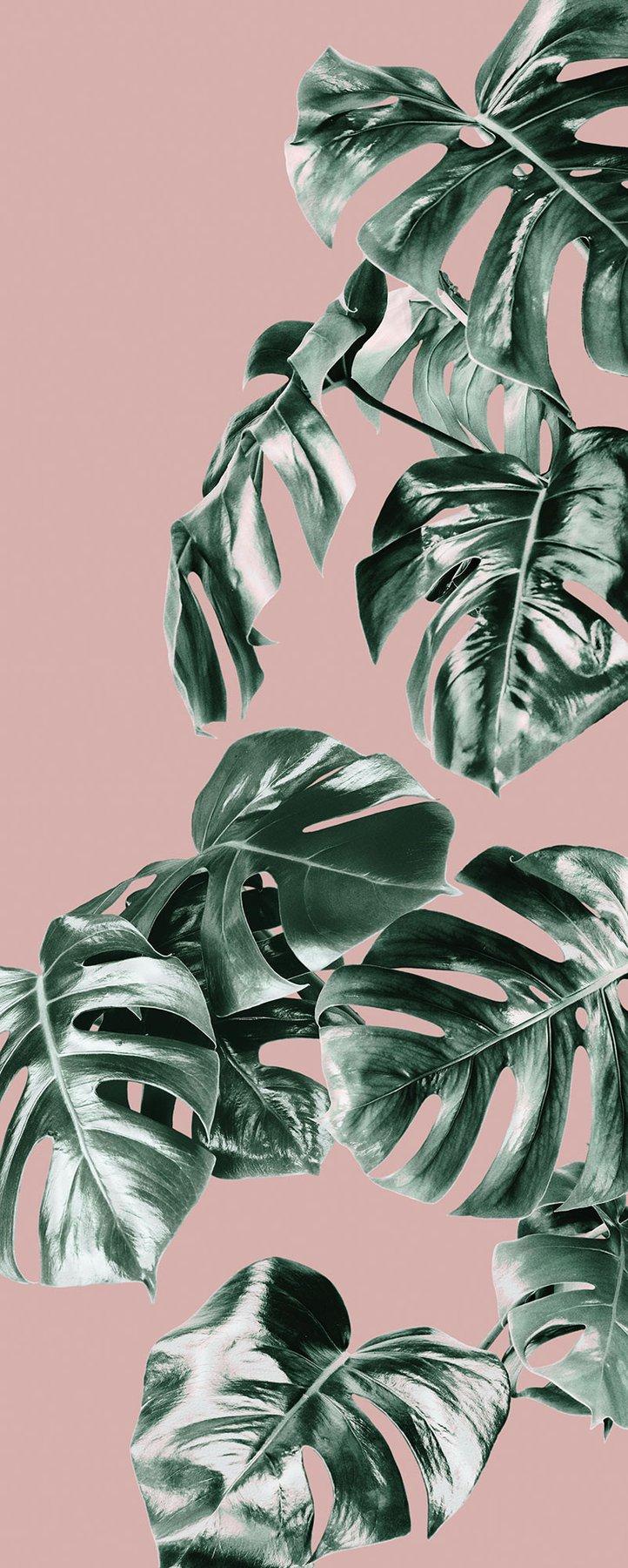 722x1800 Pink Monstera Mural: Pink and Monstera Wallpaper