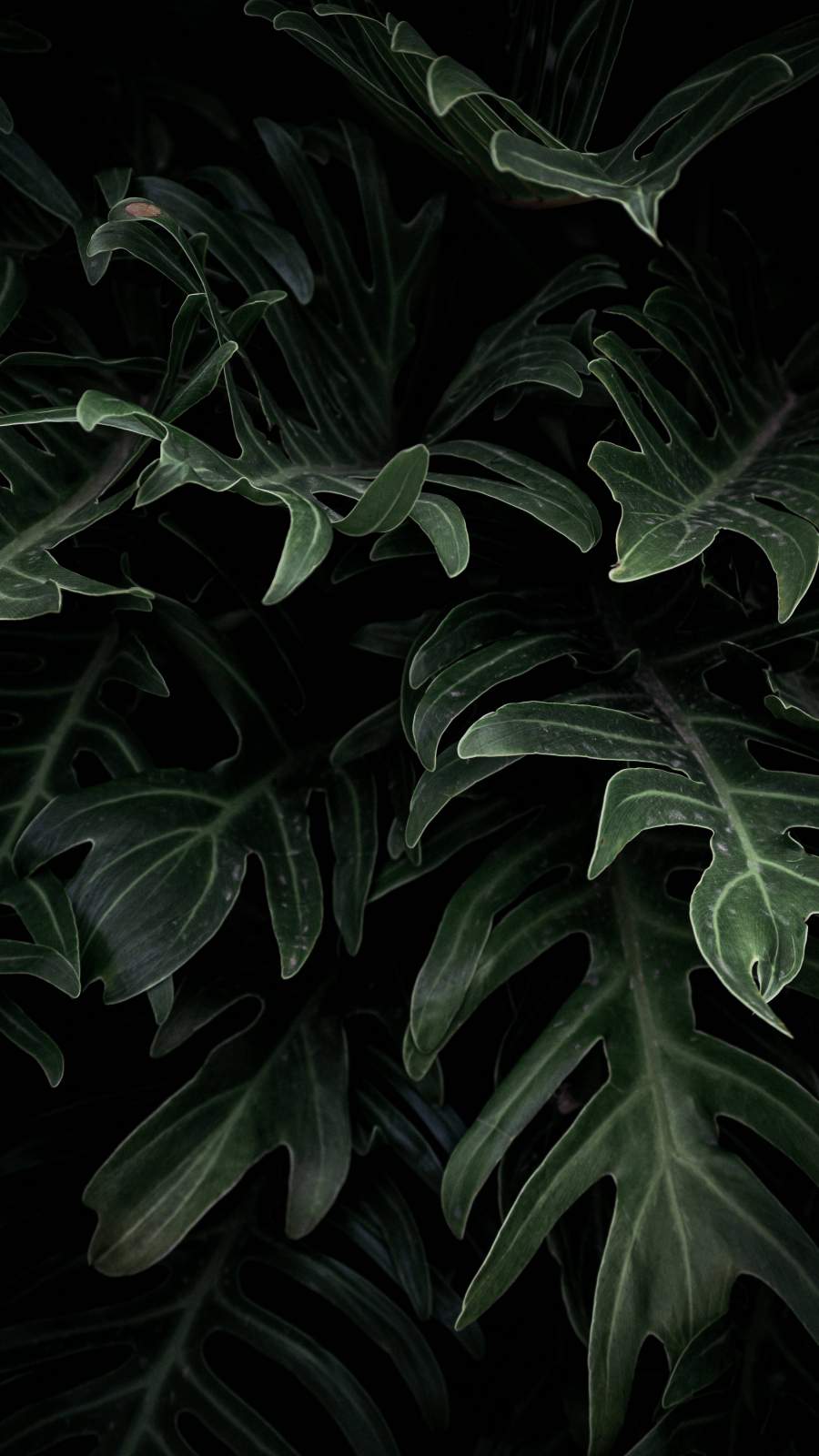 Monstera iPhone Wallpapers - Top Free Monstera iPhone Backgrounds