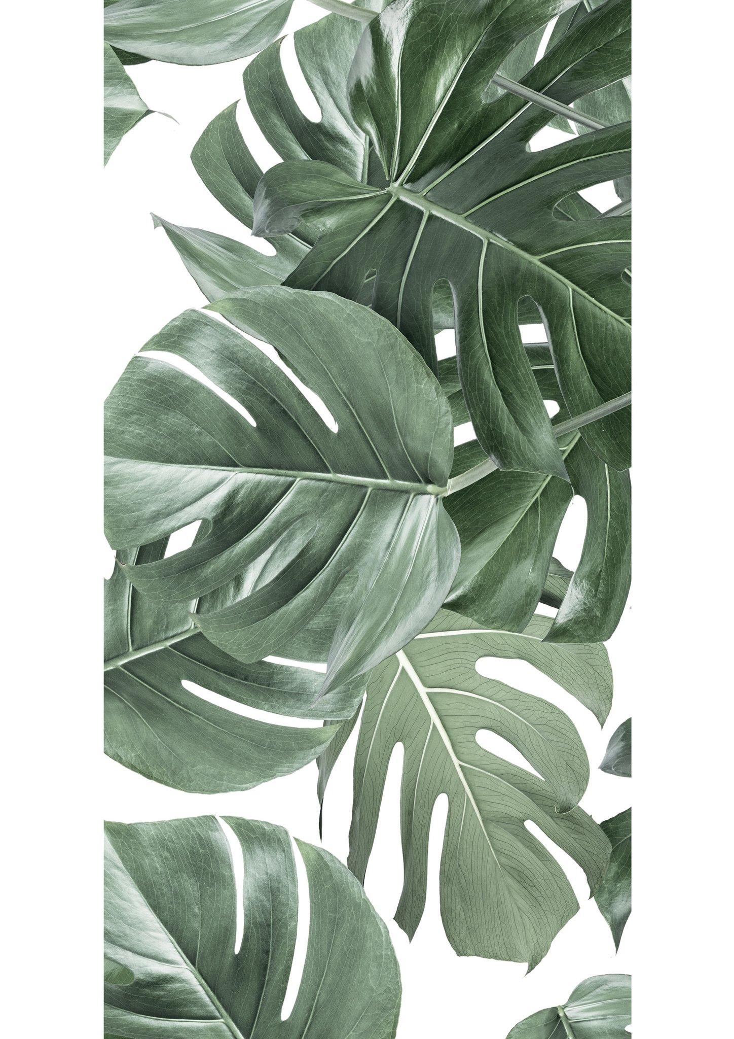 1448x2048 Free download Botanical Wallpaper Monstera White by KEK Amsterdam BURKE DECOR [1448x2048] for your Desktop, Mobile & Tablet. Explore Botanical Wallpaper