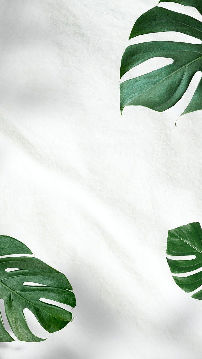 675x1200 Plant Aesthetic Plain Wallpaper