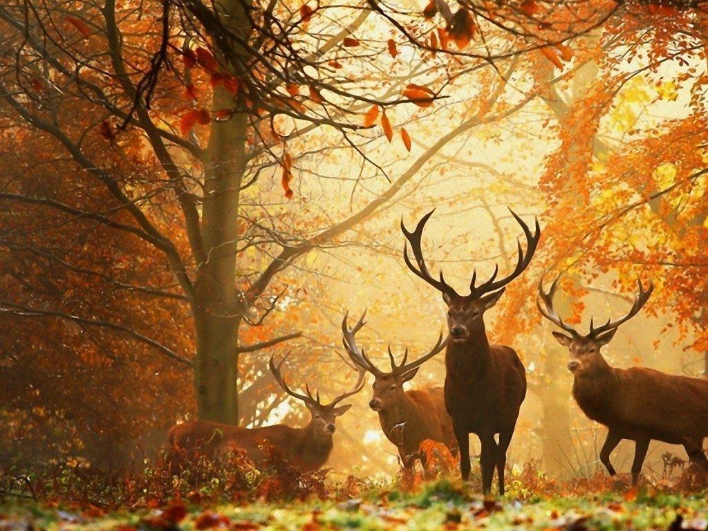 1024x768 Free download wallpaper Autumn Season Wallpaper 5 [1024x768] for your Desktop, Mobile & Tablet. Explore The Fall Wallpaper. Autumn Desktop Wallpaper, Beautiful Autumn Wallpaper, Waterfall Wallpaper for Desktop